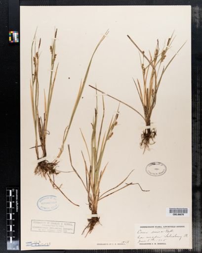 Carex aurea