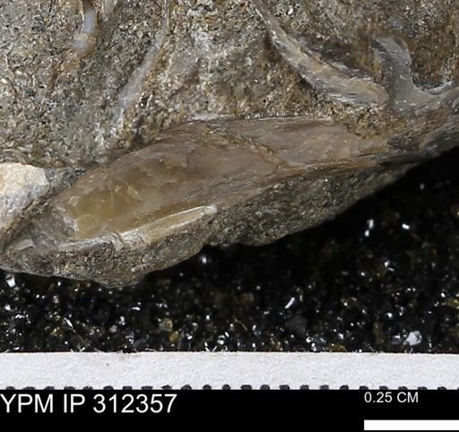 Phelopteria linguaeformis