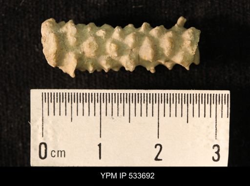 Eretmocrinus spinosus
