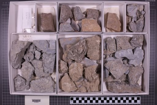 mixed taxa, stratigraphic collection