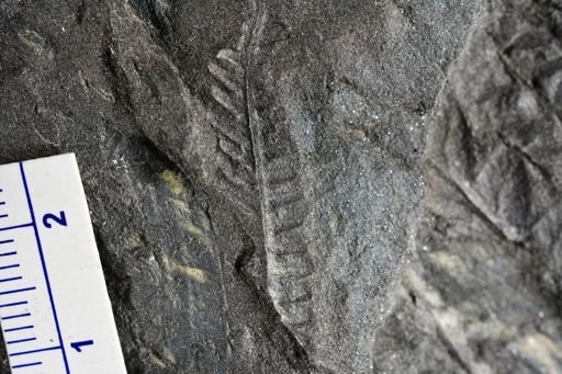 Pecopteris sp.