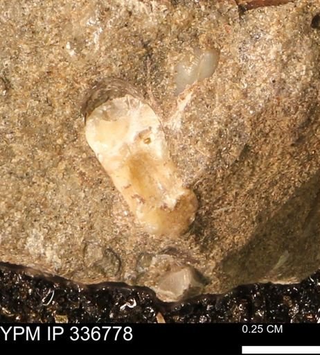 undet. Scaphitidae