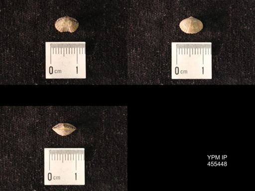 Platystrophia morrowensis