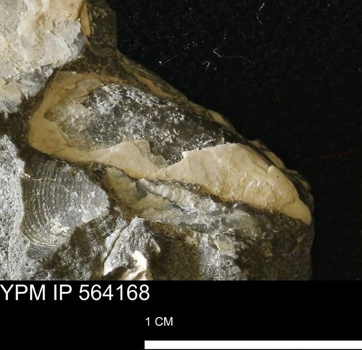 Phelopteria linguaeformis