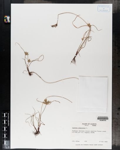Cyperus compressus