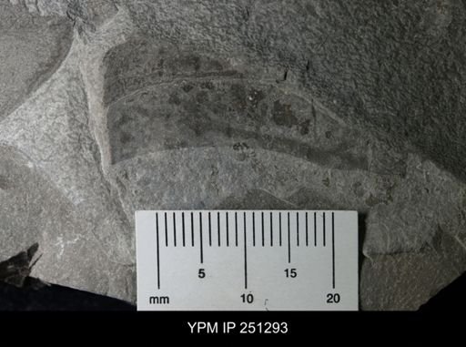 undet. Eurypterida