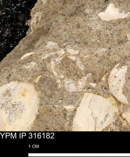 undet. Mollusca