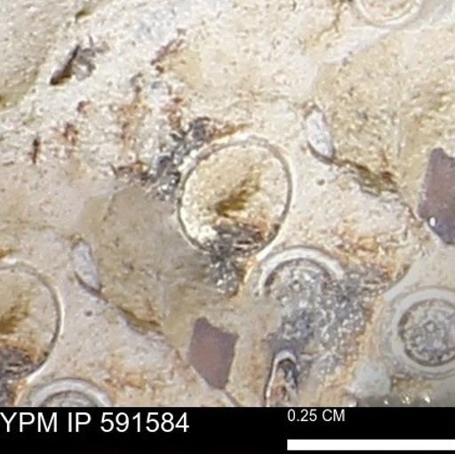 Serpulidae