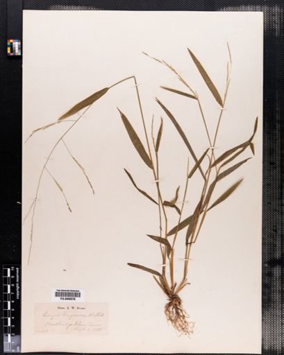 Leersia virginica