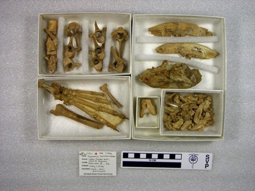 Daphoenus hartshornianus