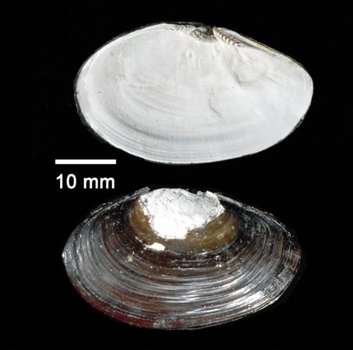 Bivalvia