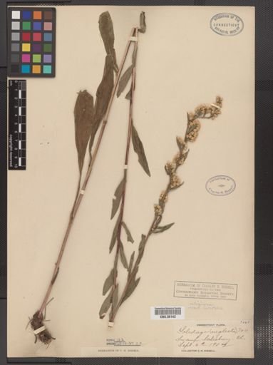 Solidago uliginosa var. linoides