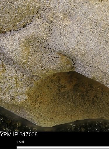 undet. Mollusca