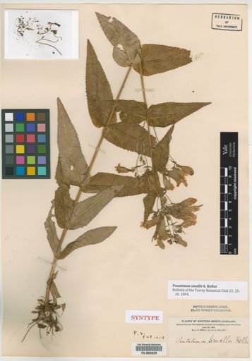 Penstemon smallii