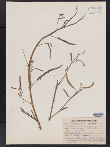 Aeschynomene