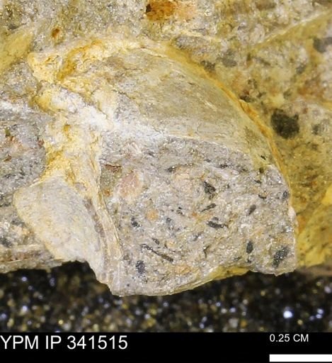 Scaphites sp.