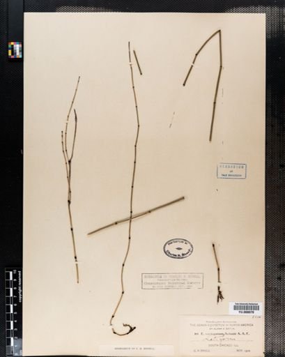Equisetum variegatum