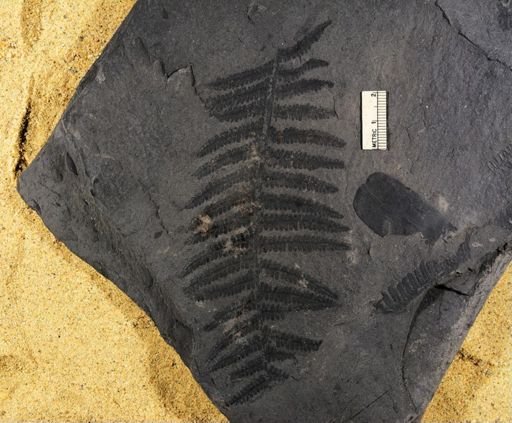 Pecopteris sp.
