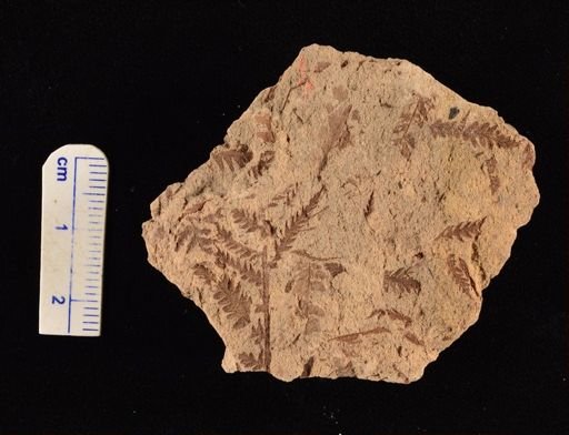 Cladophlebis sp.