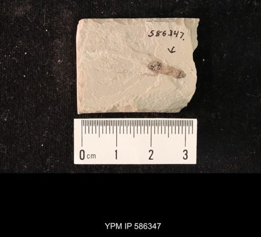 undet. Orthoptera