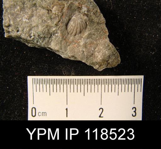 Camarotoechia nucula moydartensis