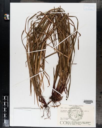 Carex intumescens