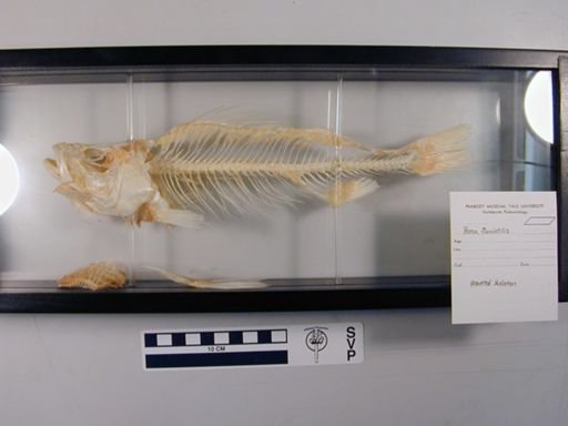 Perca fluviatilis