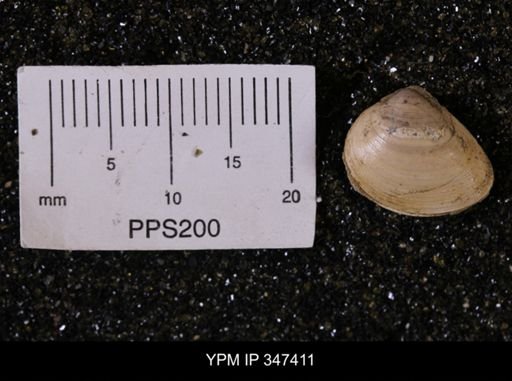 Limopsis striatopunctatus