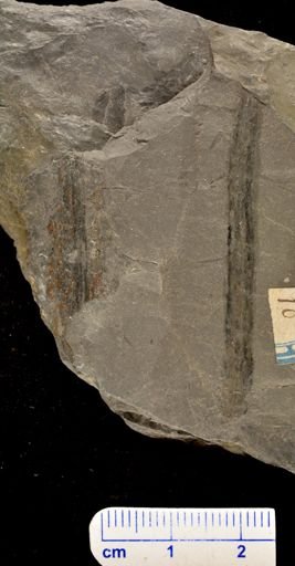 Pinnularia dispalans