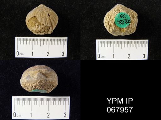 Uncinulus nucleolatus
