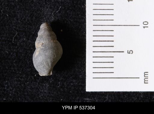 Goniobasis ortmanni