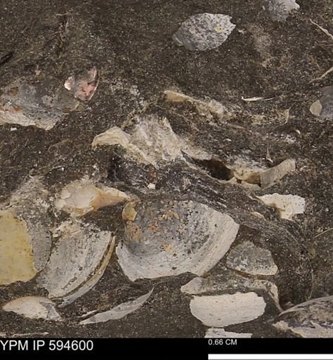 Protocardia sp.