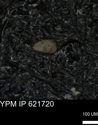 undet. Heterohelicidae