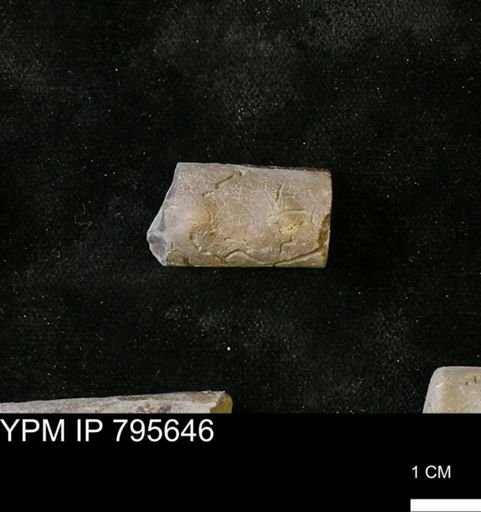 Baculites sp.