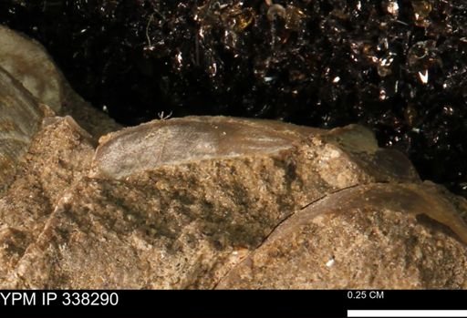 Protocardia subquadrata