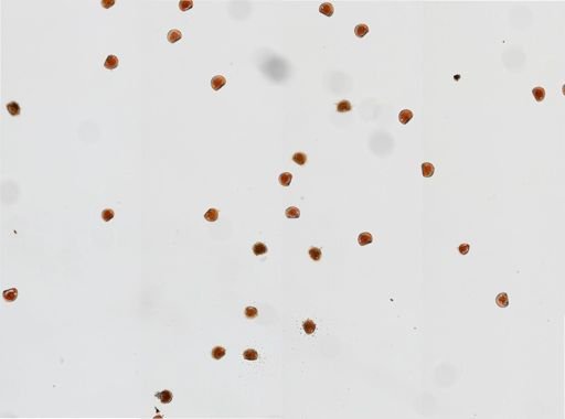 Crassostrea virginica