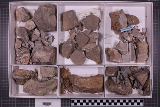 mixed taxa, stratigraphic collection