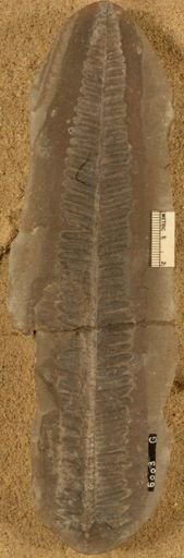Pecopteris vestita