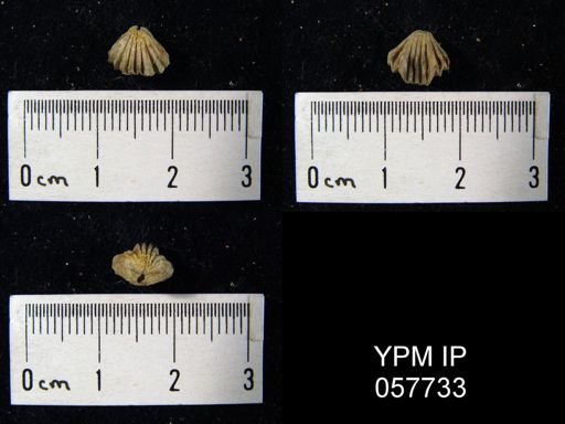 Camarotoechia transversa