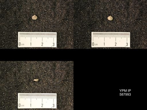 Zygospira modesta