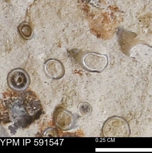 Serpulidae