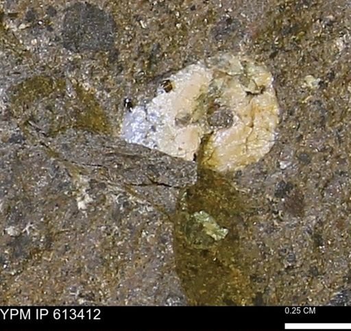 Scaphites sp.