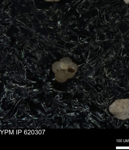 undet. Rugoglobigerinidae