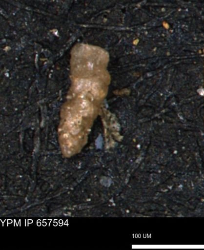 Verneuilinoides hectori