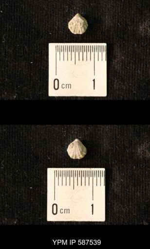Camarotoechia whitei