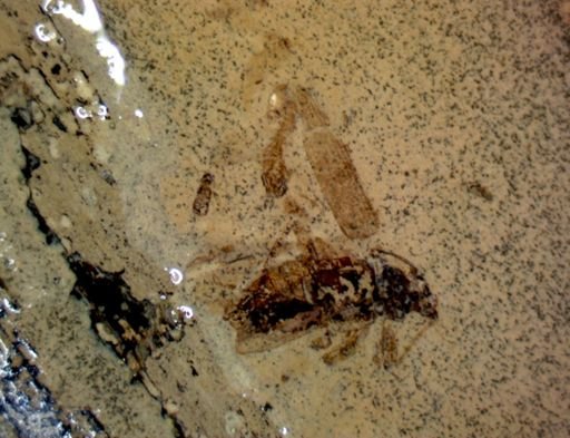 undet. Coleoptera