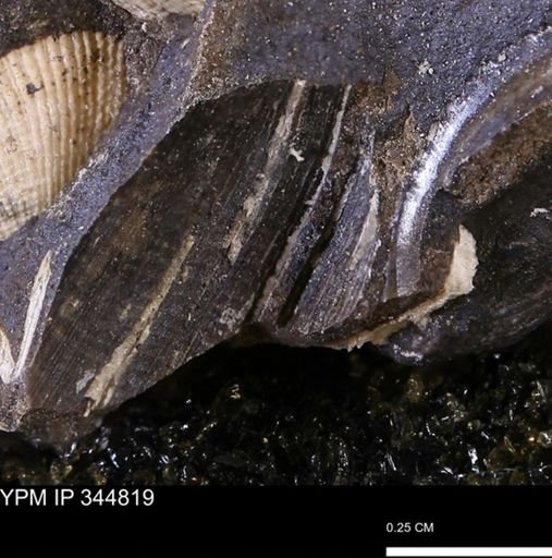 Limopsis striatopunctatus