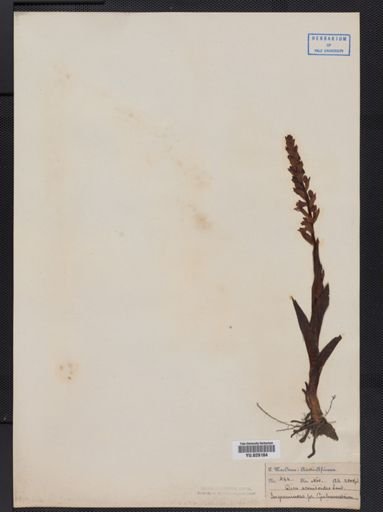 Disa
