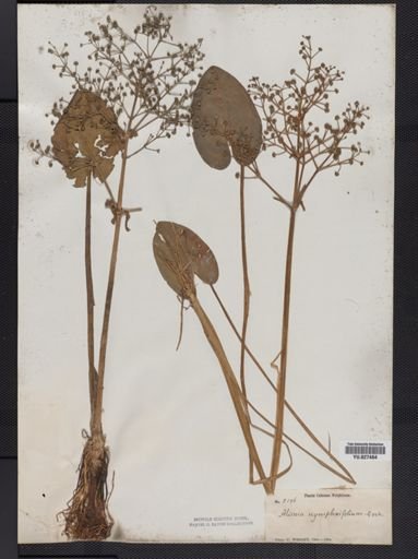 Alisma