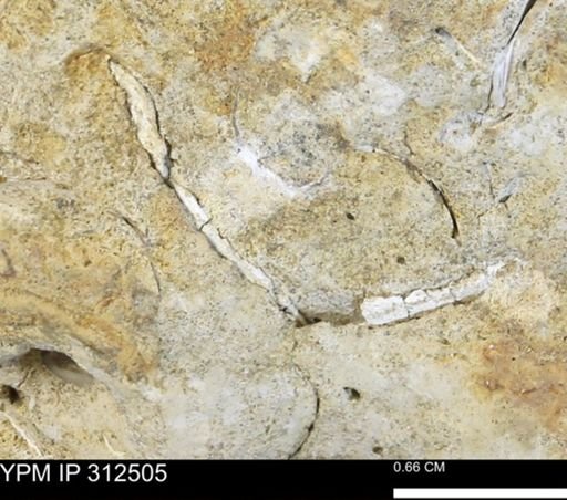 undet. Bivalvia